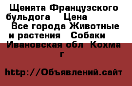 Щенята Французского бульдога. › Цена ­ 45 000 - Все города Животные и растения » Собаки   . Ивановская обл.,Кохма г.